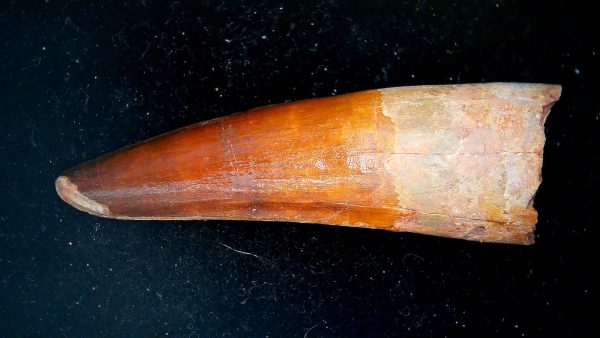 Morocco Cretaceous Spinosaurus Dinosaur Tooth 188a | Fossils for Sale Genuine Cretaceous Age Spinosaurus Dinosaur Tooth Fossil for Sale from Morocco #188a
