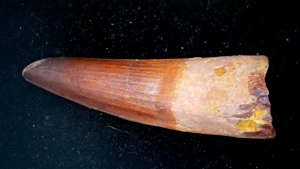 Morocco Cretaceous Spinosaurus Dinosaur Tooth 188b | Fossils for Sale Genuine Cretaceous Age Spinosaurus Dinosaur Tooth Fossil for Sale from Morocco #188b