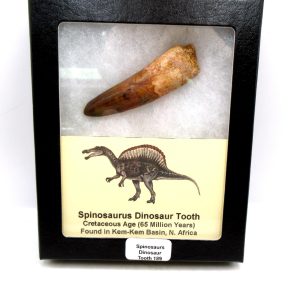 Genuine Cretaceous Age Spinosaurus Dinosaur Tooth Fossil for Sale from Morocco #189