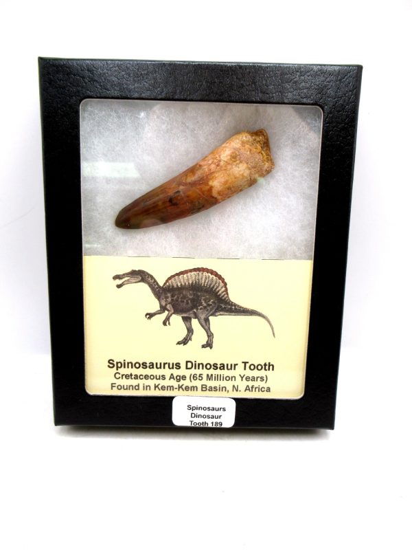 Morocco Cretaceous Spinosaurus Dinosaur Tooth 189 | Fossils for Sale Genuine Cretaceous Age Spinosaurus Dinosaur Tooth Fossil for Sale from Morocco #189