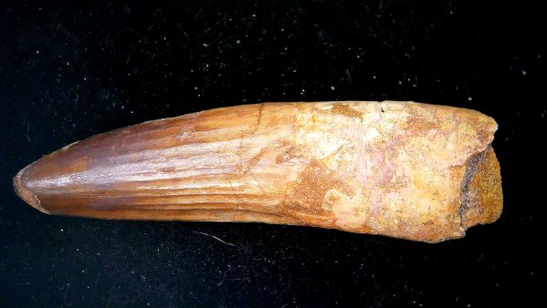 Morocco Cretaceous Spinosaurus Dinosaur Tooth 189a | Fossils for Sale Genuine Cretaceous Age Spinosaurus Dinosaur Tooth Fossil for Sale from Morocco #189a