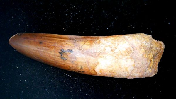Morocco Cretaceous Spinosaurus Dinosaur Tooth 189b | Fossils for Sale Genuine Cretaceous Age Spinosaurus Dinosaur Tooth Fossil for Sale from Morocco #189b