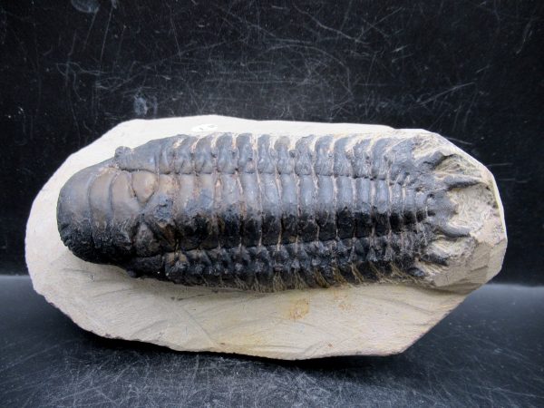 Morocco Devonian Crotalocephalina Trilobite 10 | Fossils for Sale Genuine Devonian Age Crotalocephalina Trilobite Fossils for Sale from Morocco #10