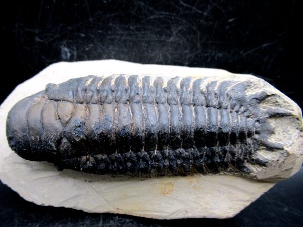 Morocco Devonian Crotalocephalina Trilobite 10a | Fossils for Sale Genuine Devonian Age Crotalocephalina Trilobite Fossils for Sale from Morocco #10a