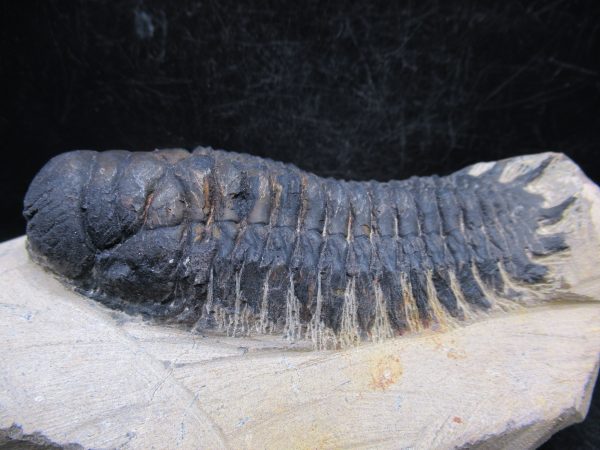 Morocco Devonian Crotalocephalina Trilobite 10b | Fossils for Sale Genuine Devonian Age Crotalocephalina Trilobite Fossils for Sale from Morocco #10b