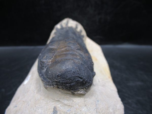 Morocco Devonian Crotalocephalina Trilobite 10c | Fossils for Sale Genuine Devonian Age Crotalocephalina Trilobite Fossils for Sale from Morocco #10c