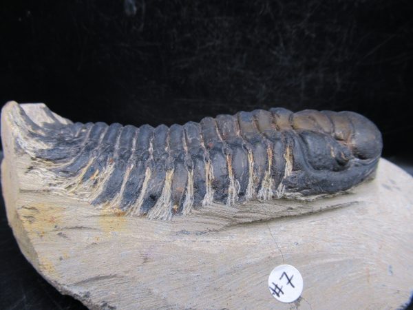 Morocco Devonian Crotalocephalina Trilobite 10d | Fossils for Sale Genuine Devonian Age Crotalocephalina Trilobite Fossils for Sale from Morocco #10d