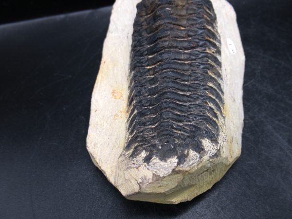 Morocco Devonian Crotalocephalina Trilobite 10e | Fossils for Sale Genuine Devonian Age Crotalocephalina Trilobite Fossils for Sale from Morocco #10e