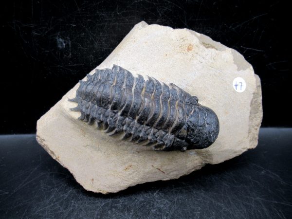 Morocco Devonian Crotalocephalina Trilobite 11 | Fossils for Sale Genuine Devonian Age Crotalocephalina Trilobite Fossils for Sale from Morocco #11