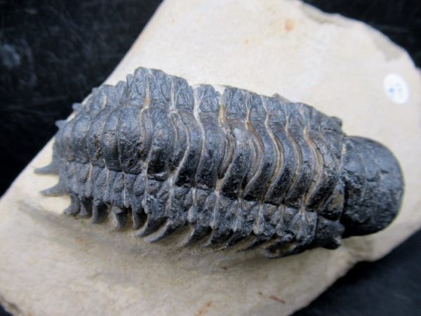Morocco Devonian Crotalocephalina Trilobite 11a | Fossils for Sale Genuine Devonian Age Crotalocephalina Trilobite Fossils for Sale from Morocco #11a