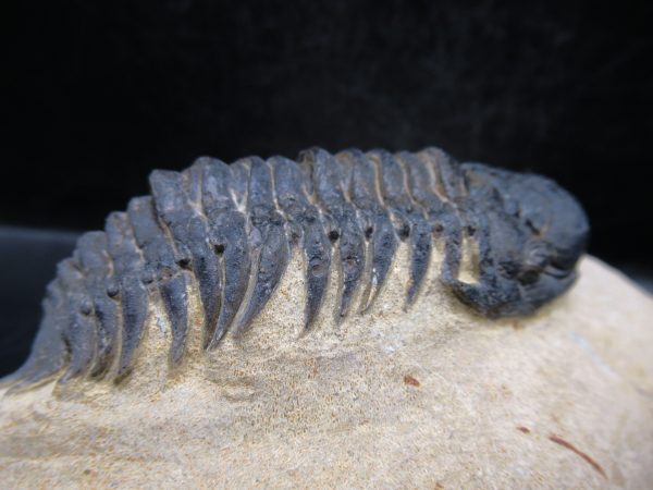 Morocco Devonian Crotalocephalina Trilobite 11b | Fossils for Sale Genuine Devonian Age Crotalocephalina Trilobite Fossils for Sale from Morocco #11b