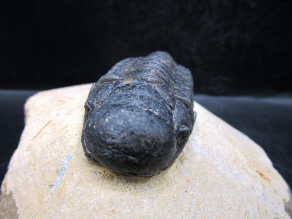 Morocco Devonian Crotalocephalina Trilobite 11c | Fossils for Sale Genuine Devonian Age Crotalocephalina Trilobite Fossils for Sale from Morocco #11c