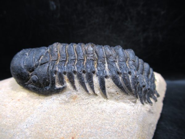Morocco Devonian Crotalocephalina Trilobite 11d | Fossils for Sale Genuine Devonian Age Crotalocephalina Trilobite Fossils for Sale from Morocco #11d