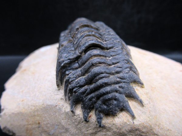 Morocco Devonian Crotalocephalina Trilobite 11e | Fossils for Sale Genuine Devonian Age Crotalocephalina Trilobite Fossils for Sale from Morocco #11e