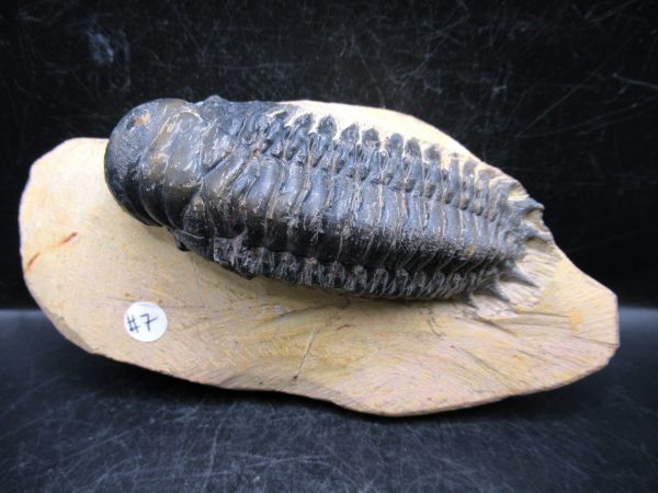 Morocco Devonian Crotalocephalina Trilobite 12 | Fossils for Sale