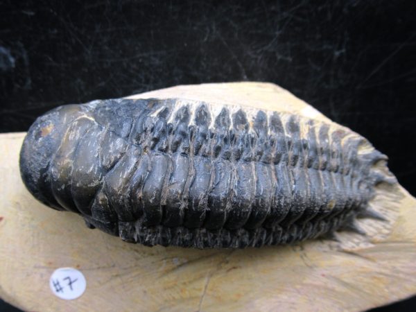 Morocco Devonian Crotalocephalina Trilobite 12a | Fossils for Sale