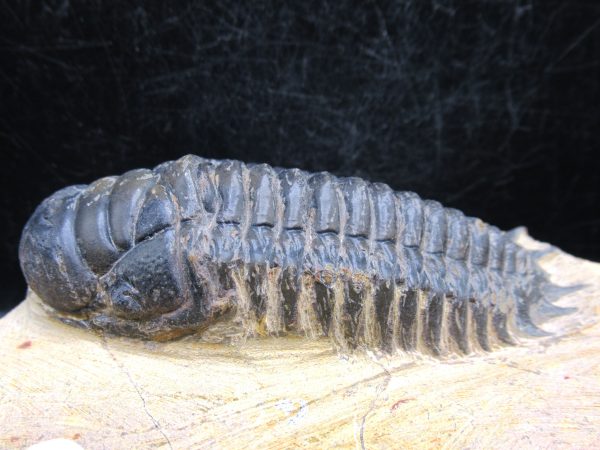 Morocco Devonian Crotalocephalina Trilobite 12b | Fossils for Sale