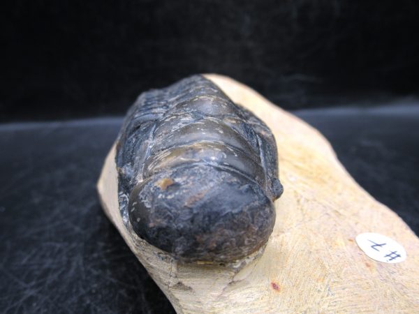 Morocco Devonian Crotalocephalina Trilobite 12c | Fossils for Sale