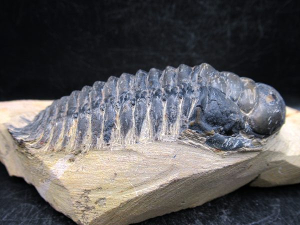 Morocco Devonian Crotalocephalina Trilobite 12d | Fossils for Sale