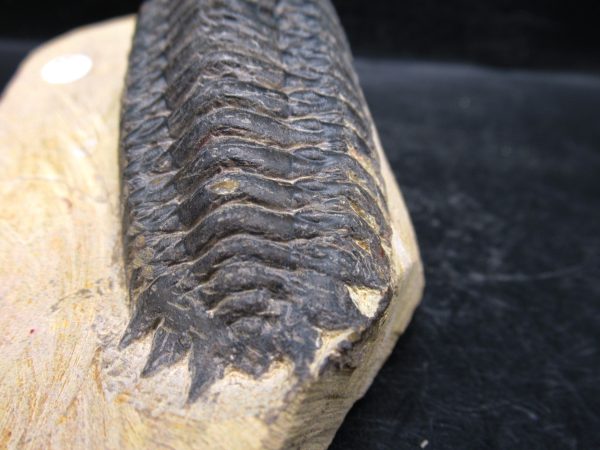 Morocco Devonian Crotalocephalina Trilobite 12e | Fossils for Sale