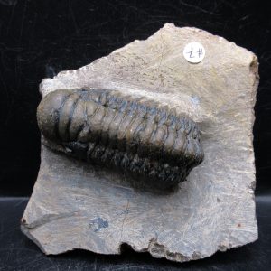 Genuine Devonian Age Crotalocephalina Trilobite Fossils for Sale from Morocco #13