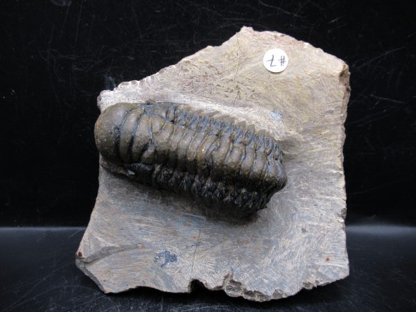 Morocco Devonian Crotalocephalina Trilobite 13 | Fossils for Sale Genuine Devonian Age Crotalocephalina Trilobite Fossils for Sale from Morocco #13