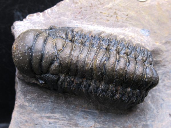 Morocco Devonian Crotalocephalina Trilobite 13a | Fossils for Sale Genuine Devonian Age Crotalocephalina Trilobite Fossils for Sale from Morocco #13a