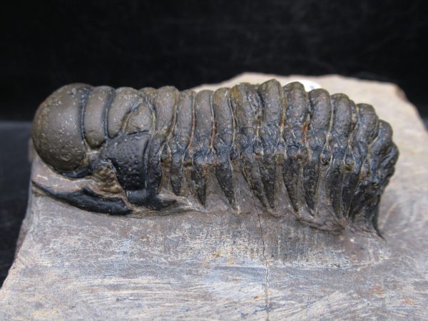 Morocco Devonian Crotalocephalina Trilobite 13b | Fossils for Sale Genuine Devonian Age Crotalocephalina Trilobite Fossils for Sale from Morocco #13b