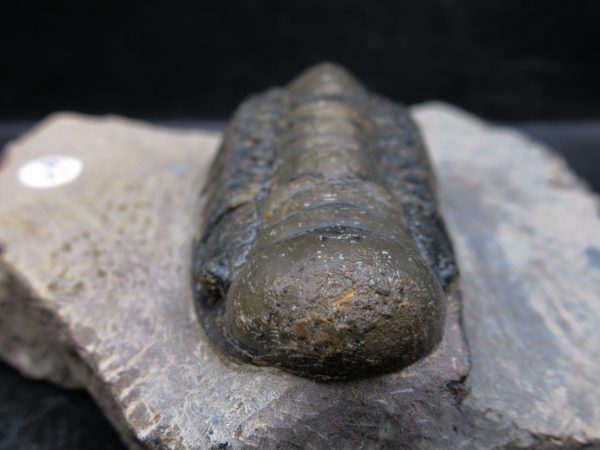 Morocco Devonian Crotalocephalina Trilobite 13c | Fossils for Sale Genuine Devonian Age Crotalocephalina Trilobite Fossils for Sale from Morocco #13c