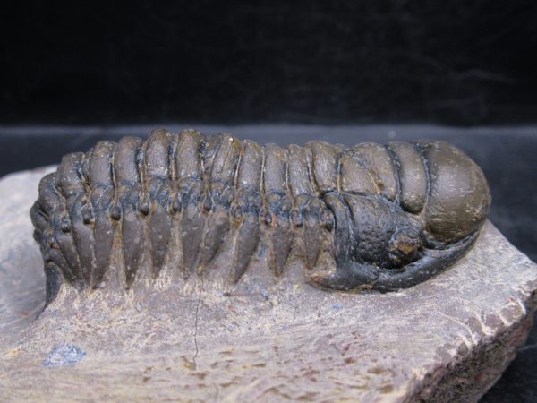 Morocco Devonian Crotalocephalina Trilobite 13d | Fossils for Sale Genuine Devonian Age Crotalocephalina Trilobite Fossils for Sale from Morocco #13d