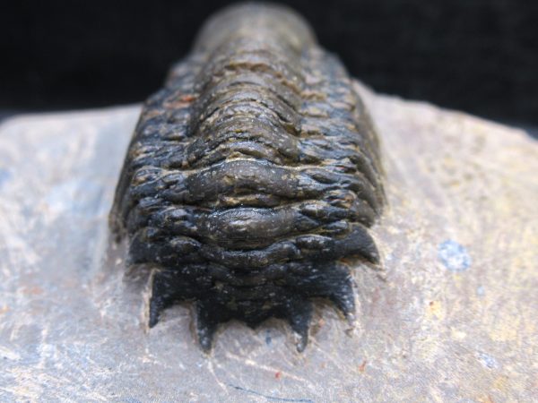 Morocco Devonian Crotalocephalina Trilobite 13e | Fossils for Sale Genuine Devonian Age Crotalocephalina Trilobite Fossils for Sale from Morocco #13e