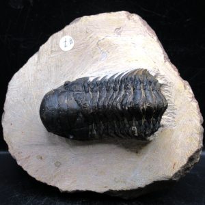 Genuine Devonian Age Crotalocephalina Trilobite Fossils for Sale from Morocco #14