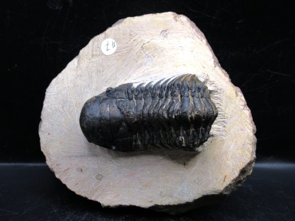 Morocco Devonian Crotalocephalina Trilobite 14 | Fossils for Sale