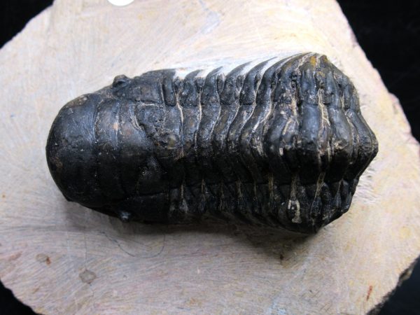 Morocco Devonian Crotalocephalina Trilobite 14a | Fossils for Sale