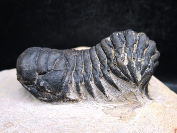 Morocco Devonian Crotalocephalina Trilobite 14b | Fossils for Sale