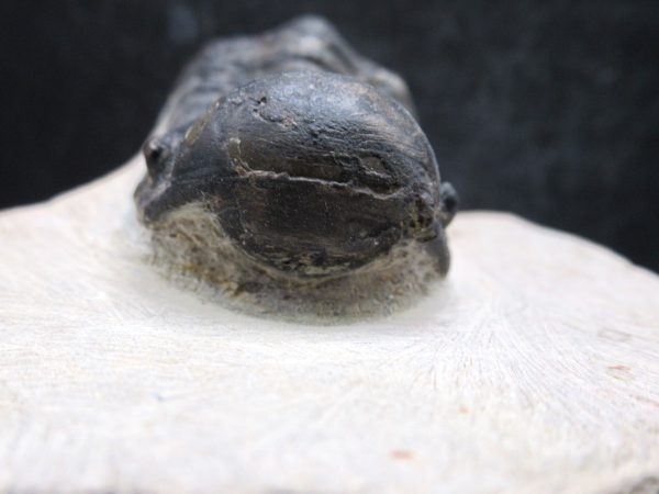 Morocco Devonian Crotalocephalina Trilobite 14c | Fossils for Sale