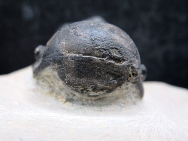 Morocco Devonian Crotalocephalina Trilobite 14d | Fossils for Sale