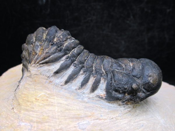 Morocco Devonian Crotalocephalina Trilobite 14e | Fossils for Sale