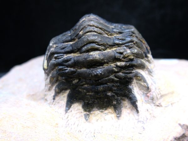 Morocco Devonian Crotalocephalina Trilobite 14f | Fossils for Sale