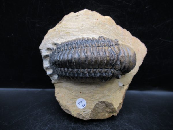 Morocco Devonian Crotalocephalina Trilobite 7 | Fossils for Sale Genuine Devonian Age Crotalocephalina Trilobite Fossils for Sale from Morocco #7