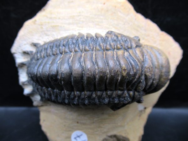 Morocco Devonian Crotalocephalina Trilobite 7a | Fossils for Sale Genuine Devonian Age Crotalocephalina Trilobite Fossils for Sale from Morocco #7a