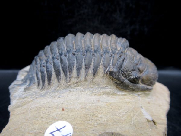Morocco Devonian Crotalocephalina Trilobite 7b | Fossils for Sale Genuine Devonian Age Crotalocephalina Trilobite Fossils for Sale from Morocco #7b