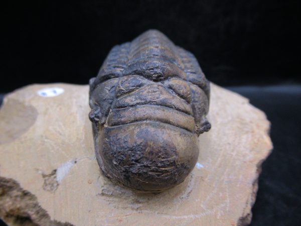 Morocco Devonian Crotalocephalina Trilobite 7c | Fossils for Sale Genuine Devonian Age Crotalocephalina Trilobite Fossils for Sale from Morocco #7c