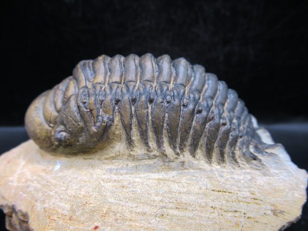 Morocco Devonian Crotalocephalina Trilobite 7d | Fossils for Sale Genuine Devonian Age Crotalocephalina Trilobite Fossils for Sale from Morocco #7d