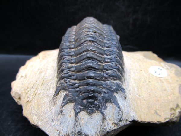 Morocco Devonian Crotalocephalina Trilobite 7e | Fossils for Sale Genuine Devonian Age Crotalocephalina Trilobite Fossils for Sale from Morocco #7e