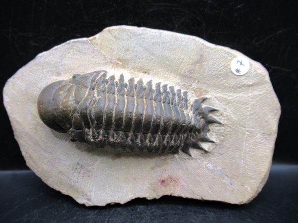 Morocco Devonian Crotalocephalina Trilobite 8 | Fossils for Sale