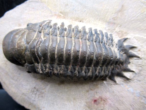 Morocco Devonian Crotalocephalina Trilobite 8a | Fossils for Sale