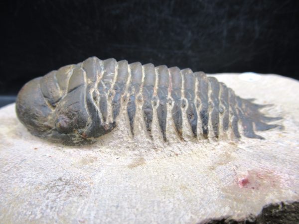 Morocco Devonian Crotalocephalina Trilobite 8b | Fossils for Sale