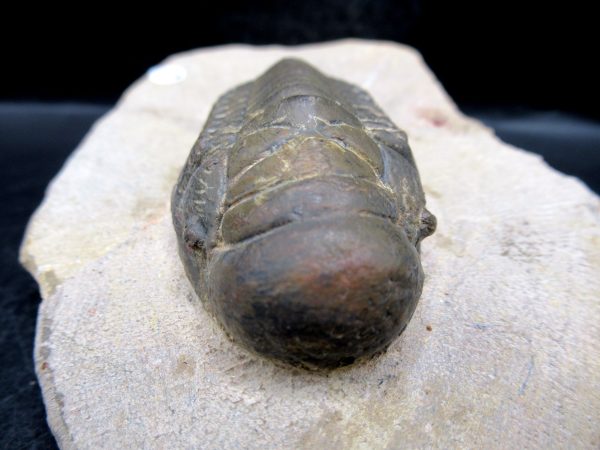 Morocco Devonian Crotalocephalina Trilobite 8c | Fossils for Sale