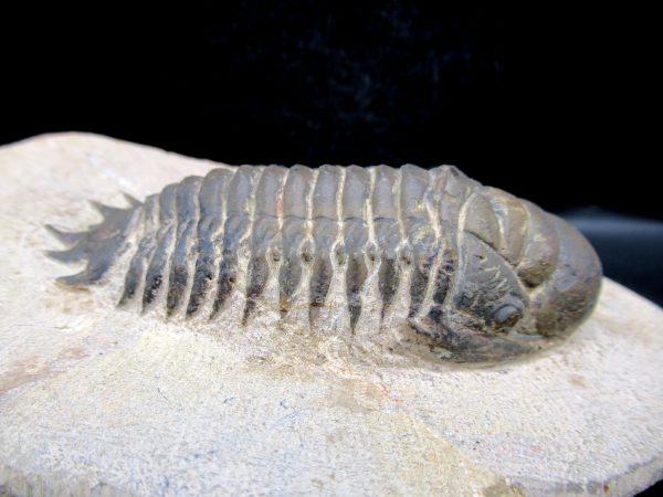 Morocco Devonian Crotalocephalina Trilobite 8d | Fossils for Sale